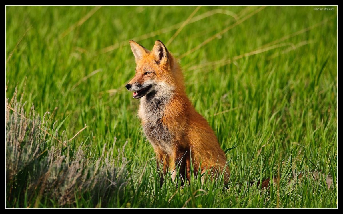 Animals For > Cute Red Fox Wallpaper