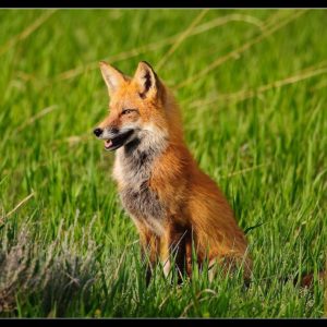 download Animals For > Cute Red Fox Wallpaper