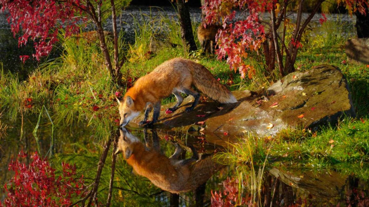 Wallpapers For > Red Fox Wallpaper National Geographic