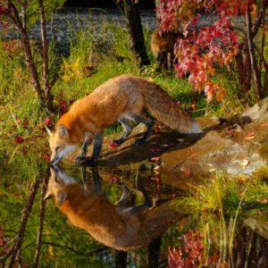 download Wallpapers For > Red Fox Wallpaper National Geographic