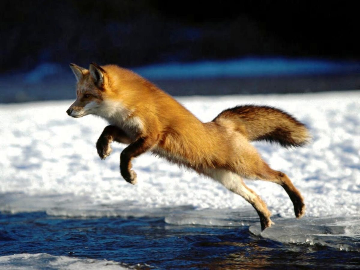 Red Fox – Red Foxes Wallpaper (13290134) – Fanpop