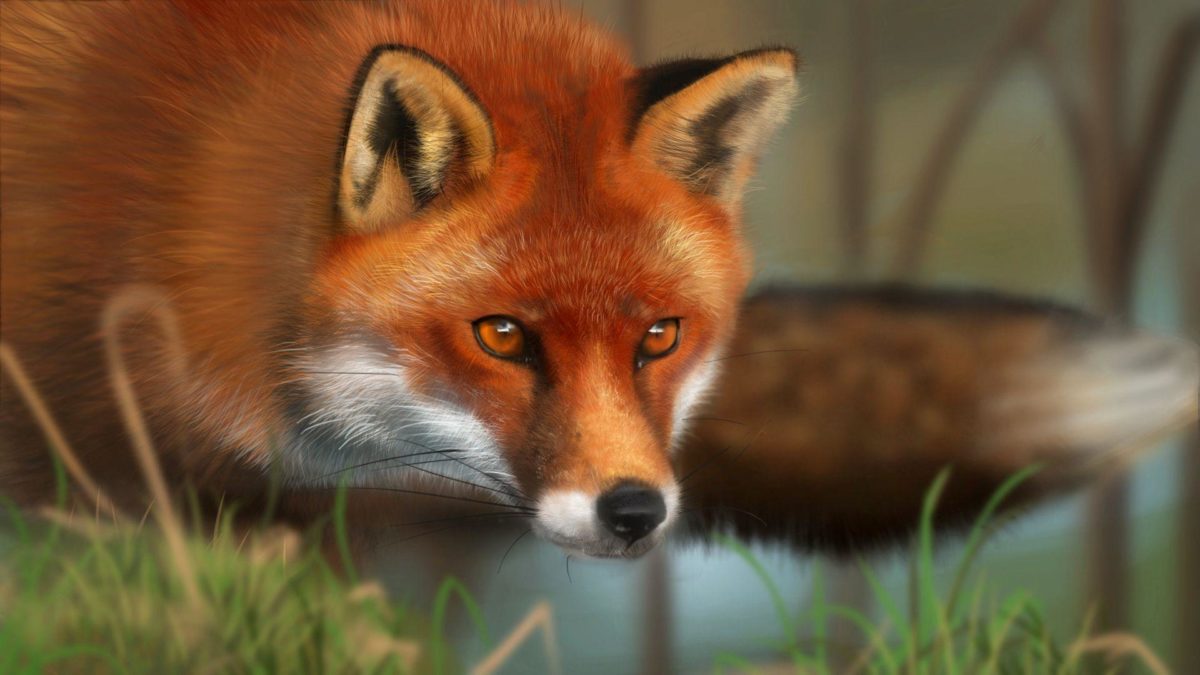 Red Fox – Animals Wallpapers