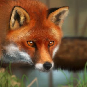 download Red Fox – Animals Wallpapers