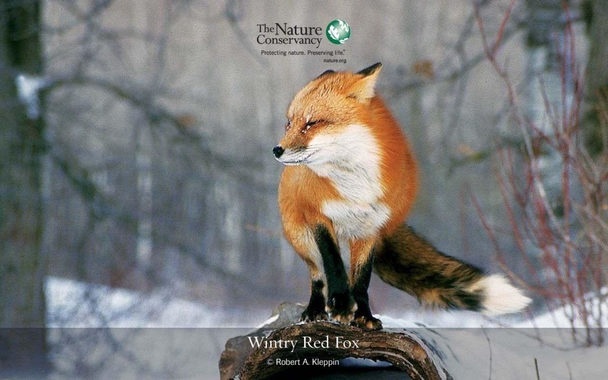 Red Fox – Red Foxes Wallpaper (13290310) – Fanpop