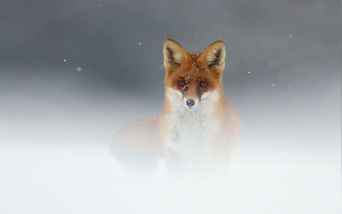 Most Downloaded Fox Animal Wallpapers – Full HD wallpaper search