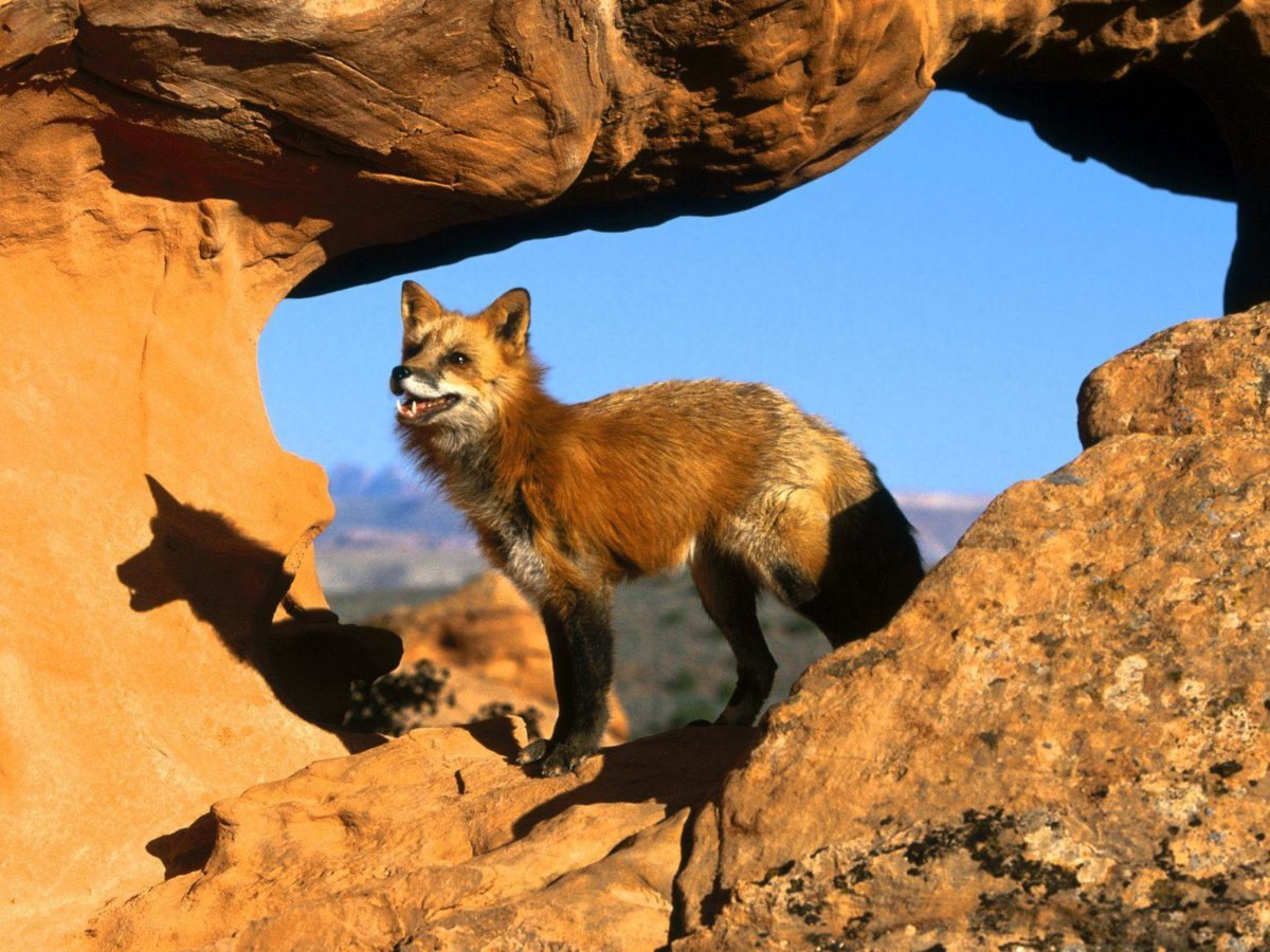 Fox Animal HD Wallpapers | Red Fox Animal Pictures | Cool Wallpapers