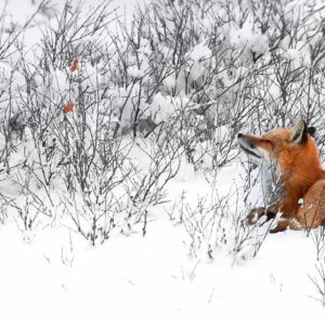 download Bing Images – Red Fox Canada