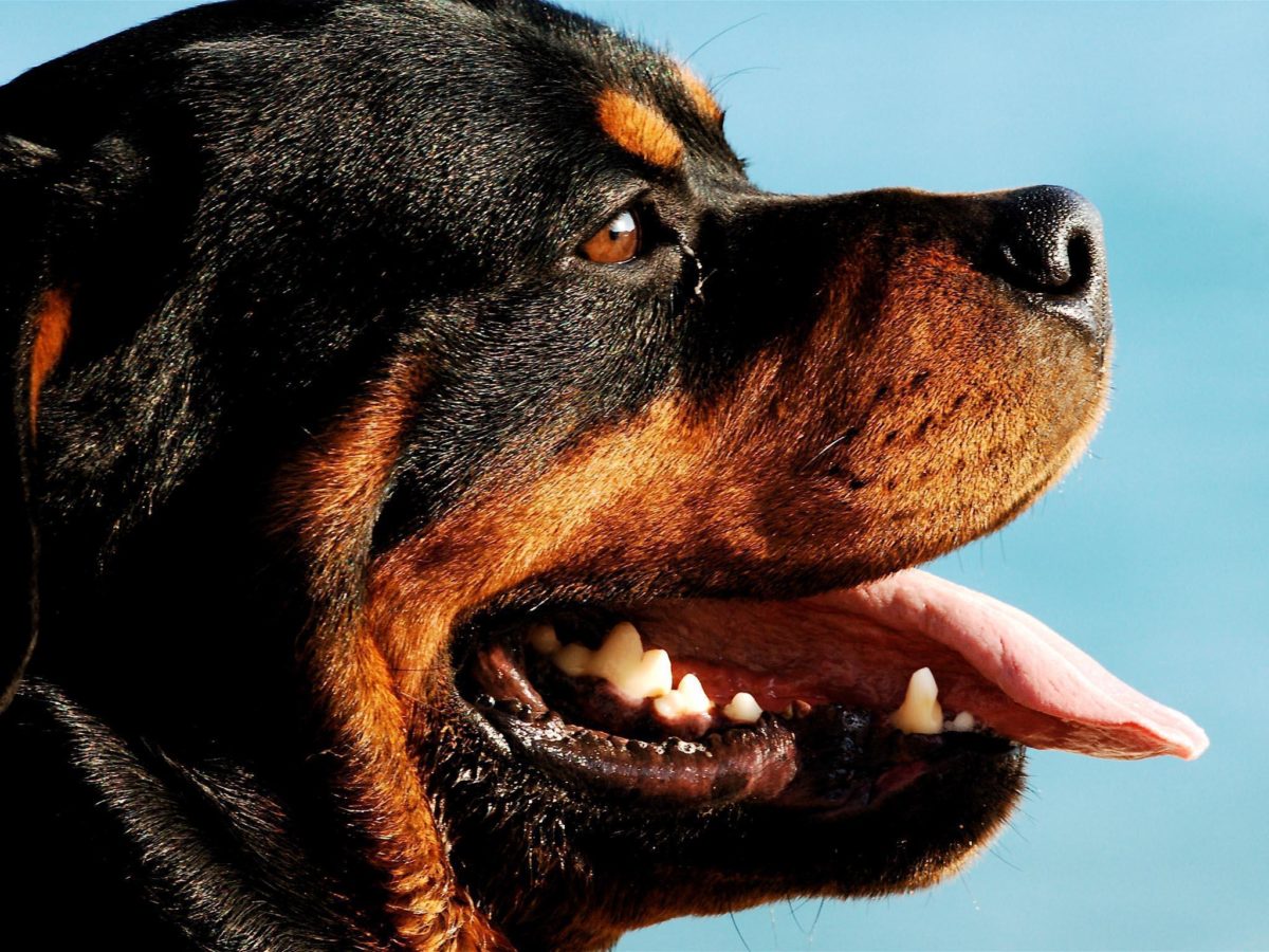 Rottweiler Dogs HD Wallpapers – HD Wallpapers Inn
