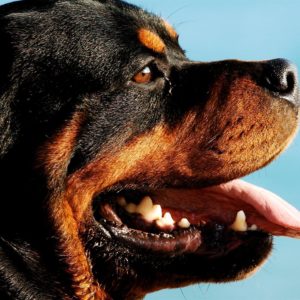 download Rottweiler Dogs HD Wallpapers – HD Wallpapers Inn