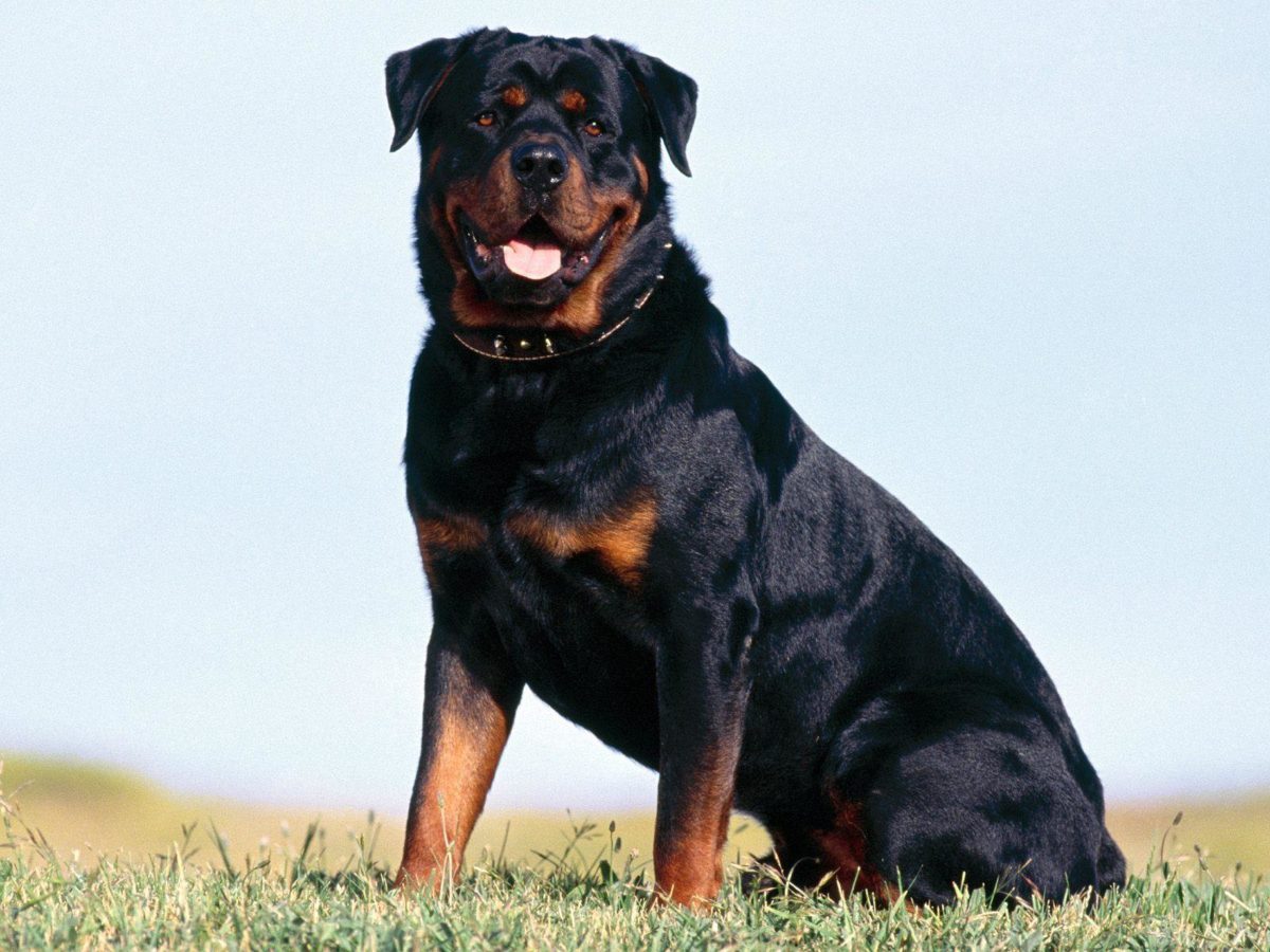 Rottweiler Dog – IMASHON.COM