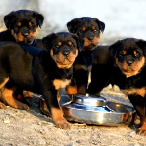 download Cute rottweiler puppies eating wallpaper