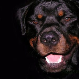 download Rottweiler Wallpaper Images & Pictures – Becuo