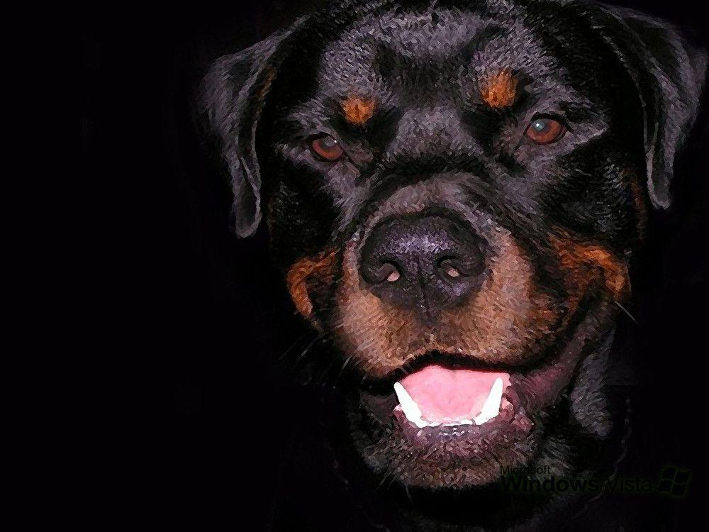 Rottweiler Wallpaper Images & Pictures – Becuo