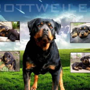 download Cool Rottweiler Wallpaper Images & Pictures – Becuo