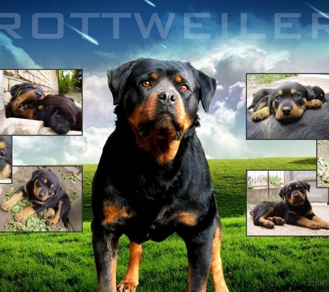 Cool Rottweiler Wallpaper Images & Pictures – Becuo