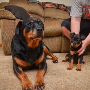 download Mother and baby of rottweiler wallpaper