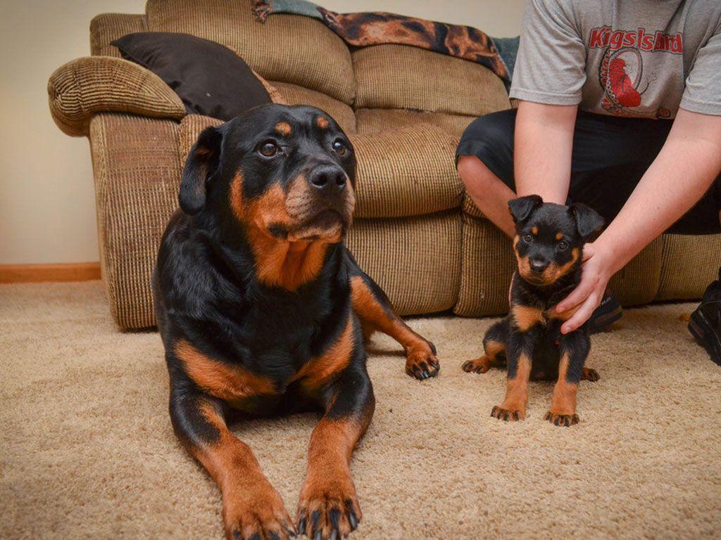 Mother and baby of rottweiler wallpaper