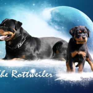 download Cute Baby Rottweiler Wallpaper | WallpaperToon