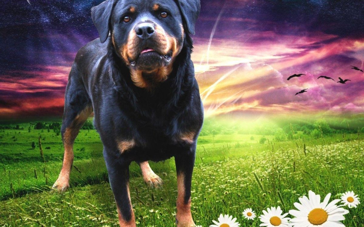Rottweiler 58344 – Dog Wallpaper