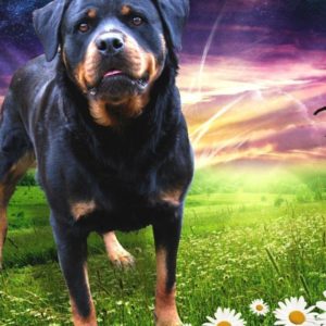 download Rottweiler 58344 – Dog Wallpaper