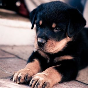 download Rottweiler puppy wallpaper – Animal wallpapers – #