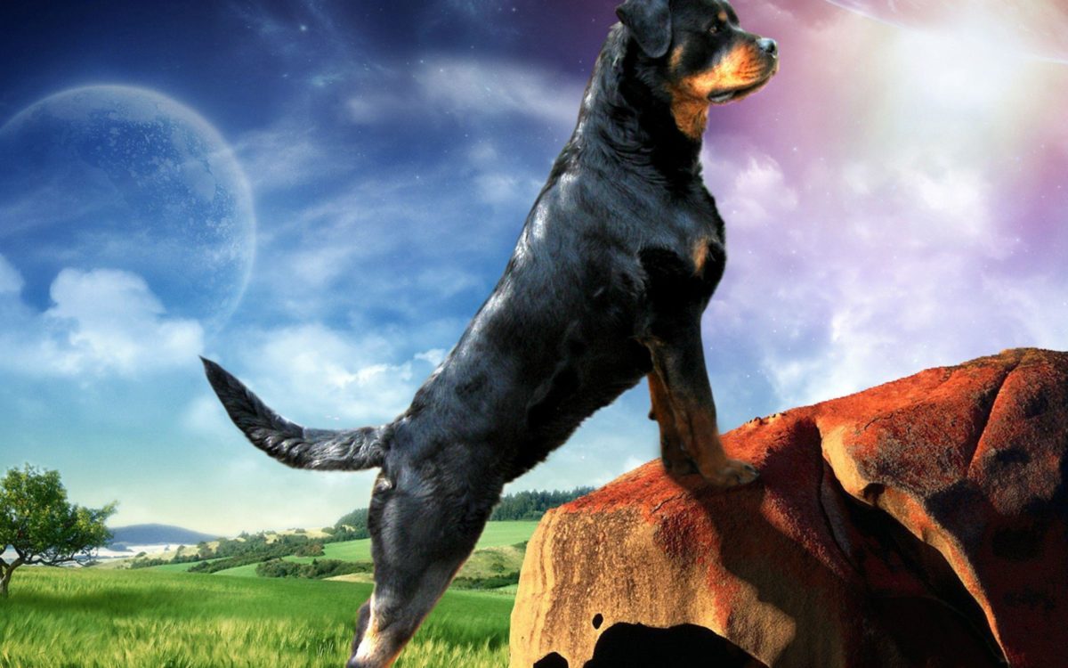 Rottweiler Ellie Guard 39871 – Dog Wallpaper