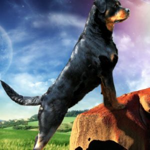 download Rottweiler Ellie Guard 39871 – Dog Wallpaper