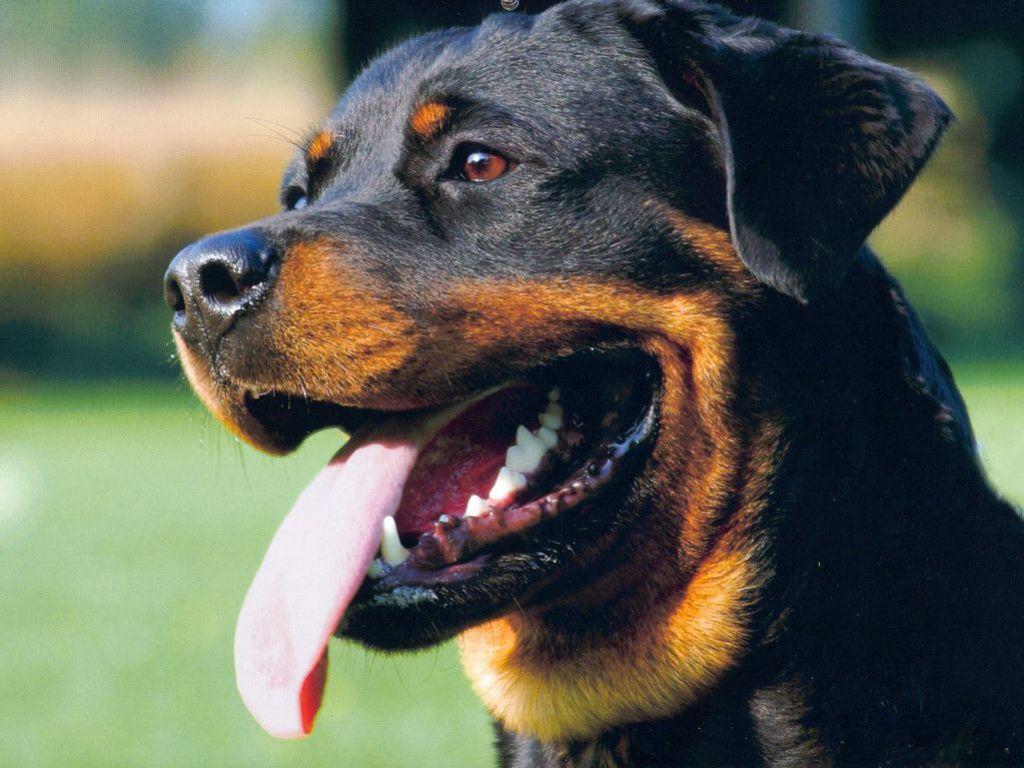 Free Happy Rottweiler Wallpaper Download The 1024x768PX …