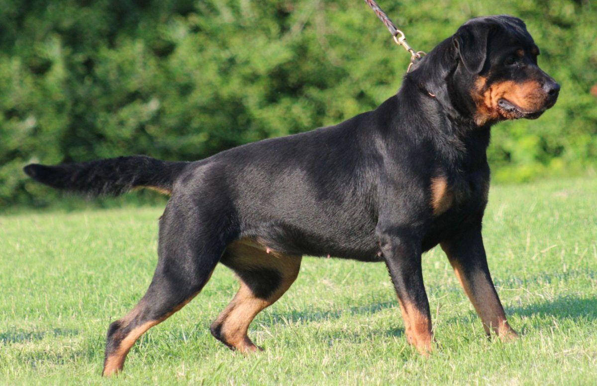 Rottweiler Pictures 5 HD Wallpapers | www.freehighresolutionimages.org