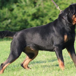 download Rottweiler Pictures 5 HD Wallpapers | www.freehighresolutionimages.org