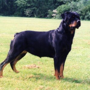 download Rottweiler Wallpapers, Free Images, Best Dogs Wallpapers
