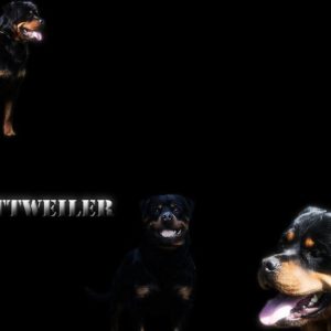 download Widescreen wallpaper of rottweiler wallpaper