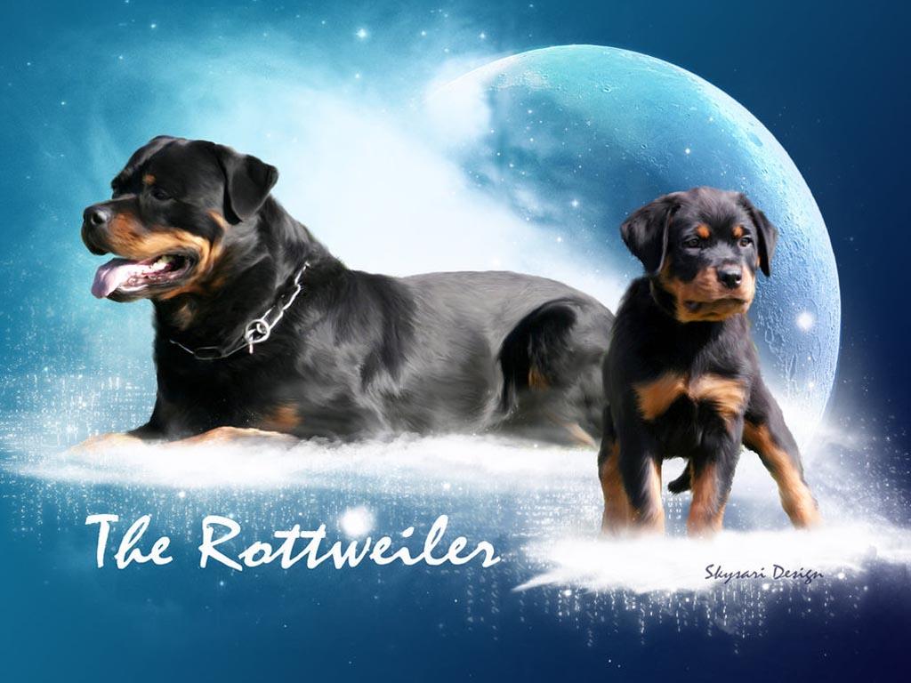 Images For > Angry Rottweiler Wallpaper