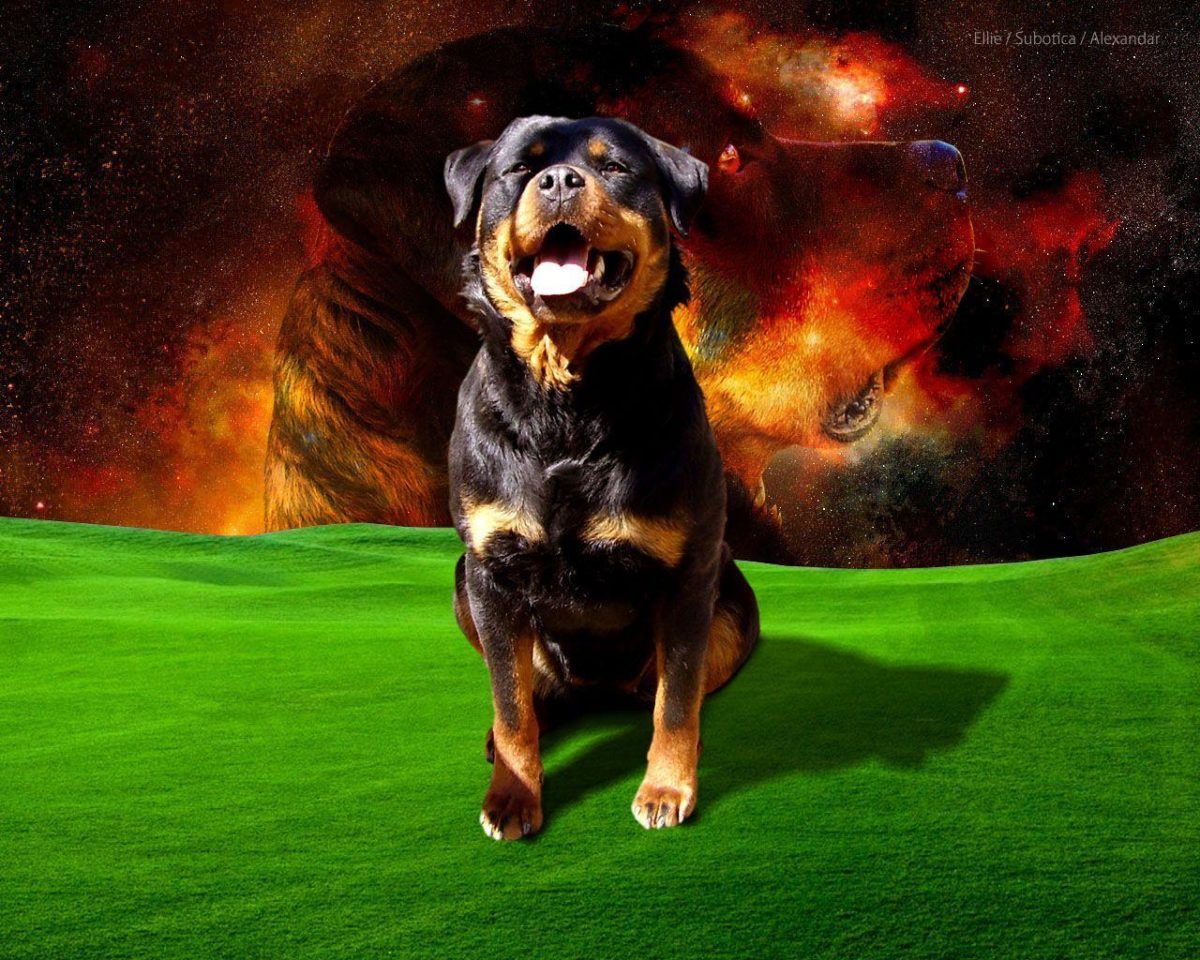 Rottweiler Wallpaper 1280x1024PX ~ Wallpaper Rottweiler #43257