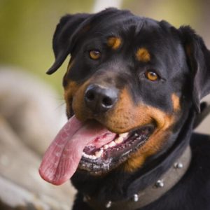 download Rottweiler Wallpaper HD – Dogs Wallpaper