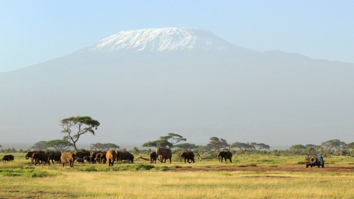 HD Kilimanjaro Safari Wallpaper | Download Free – 123474