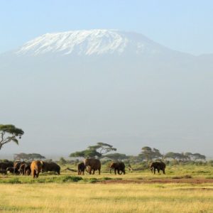 download HD Kilimanjaro Safari Wallpaper | Download Free – 123474