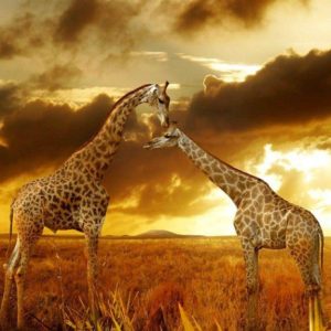 download Best wallpaper of Giraffes at Safari 1024×768 | Finest Wallpapers