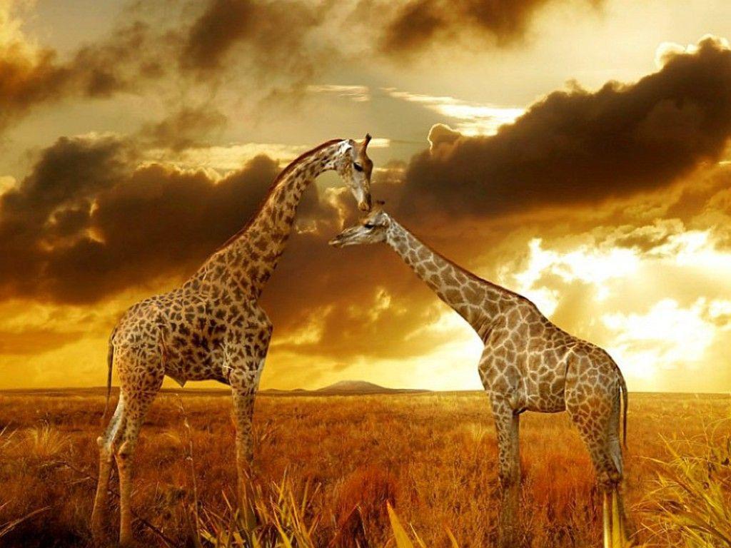 Best wallpaper of Giraffes at Safari 1024×768 | Finest Wallpapers