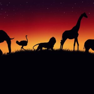 download Kenya Wildlife Safari | Go Wild ….!!