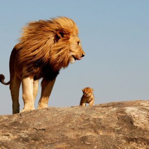 download Lion, king, safari, savage wallpapers and images – wallpapers …