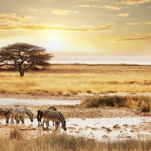 download Namibia Safari Wallpapers