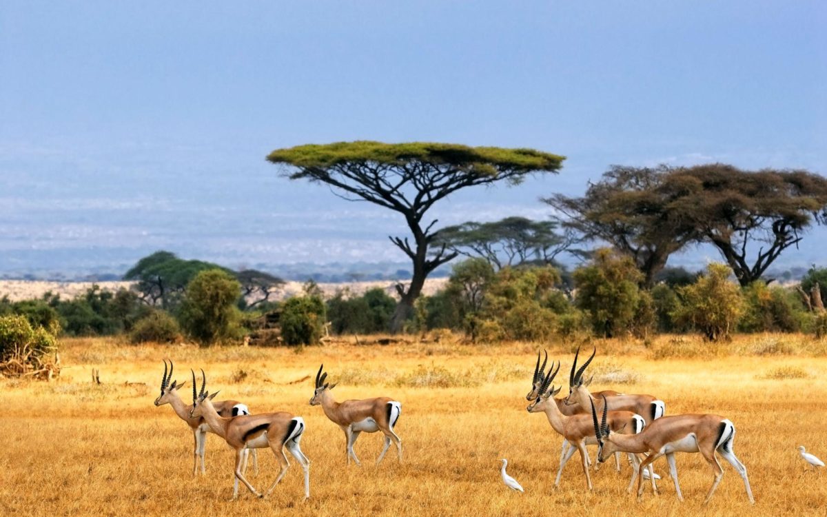 African Safari Wallpaper – iBackgroundWallpaper