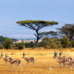 download African Safari Wallpaper – iBackgroundWallpaper