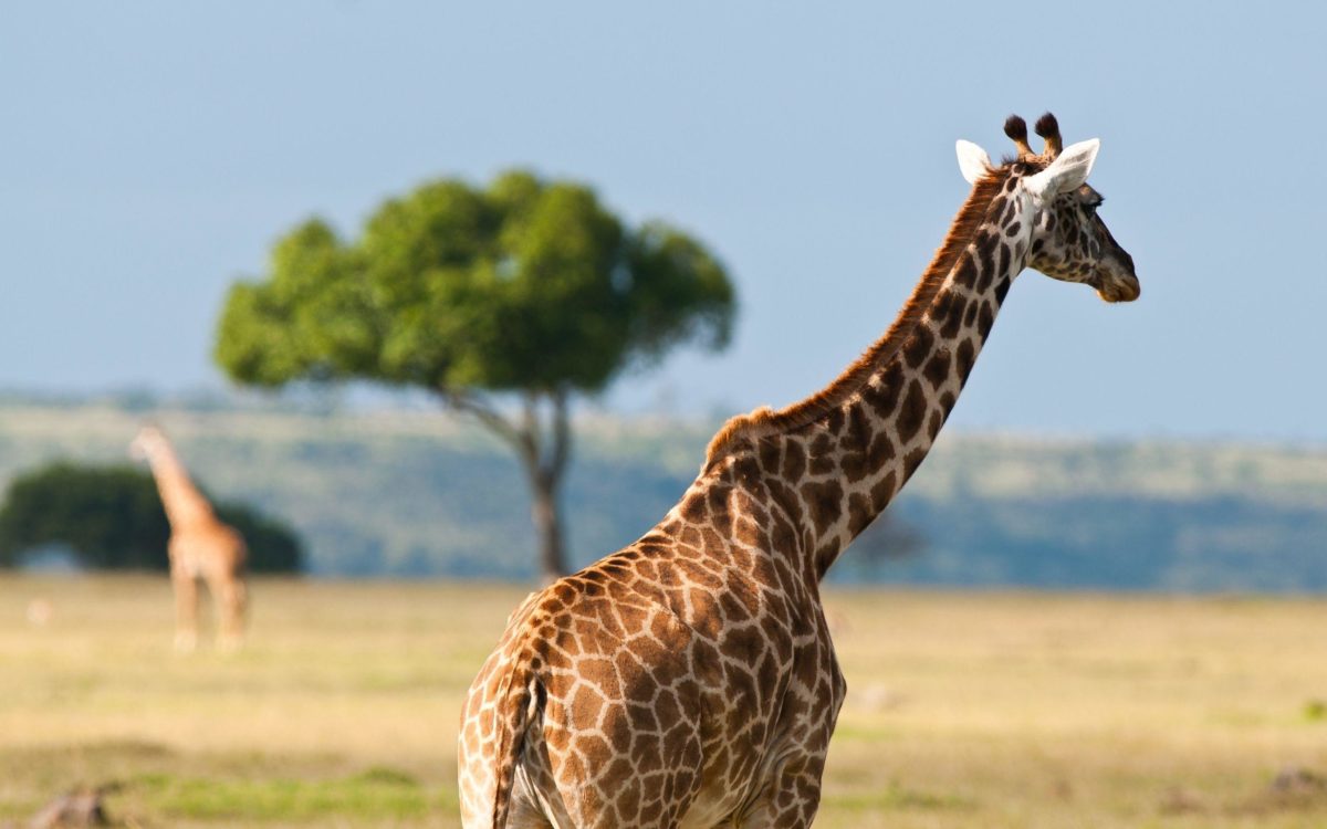 Giraffe In The Safari – Wallpapers AM