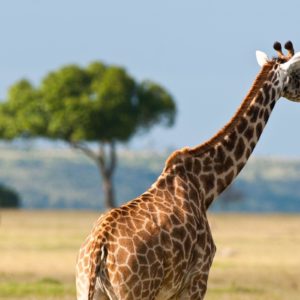 download Giraffe In The Safari – Wallpapers AM