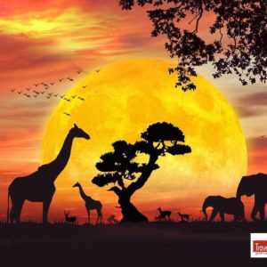 download Safari Wallpapers | HD Wallpapers Image