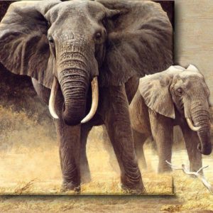 download Safari Wallpapers | HD Wallpapers Image