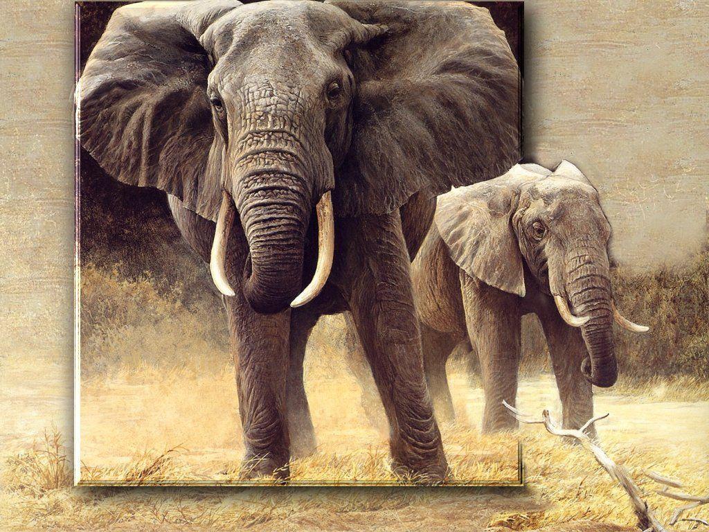 Safari Wallpapers | HD Wallpapers Image