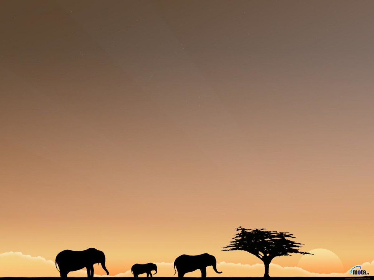 Africa Safari Photos Normal 4:3 1400×1050